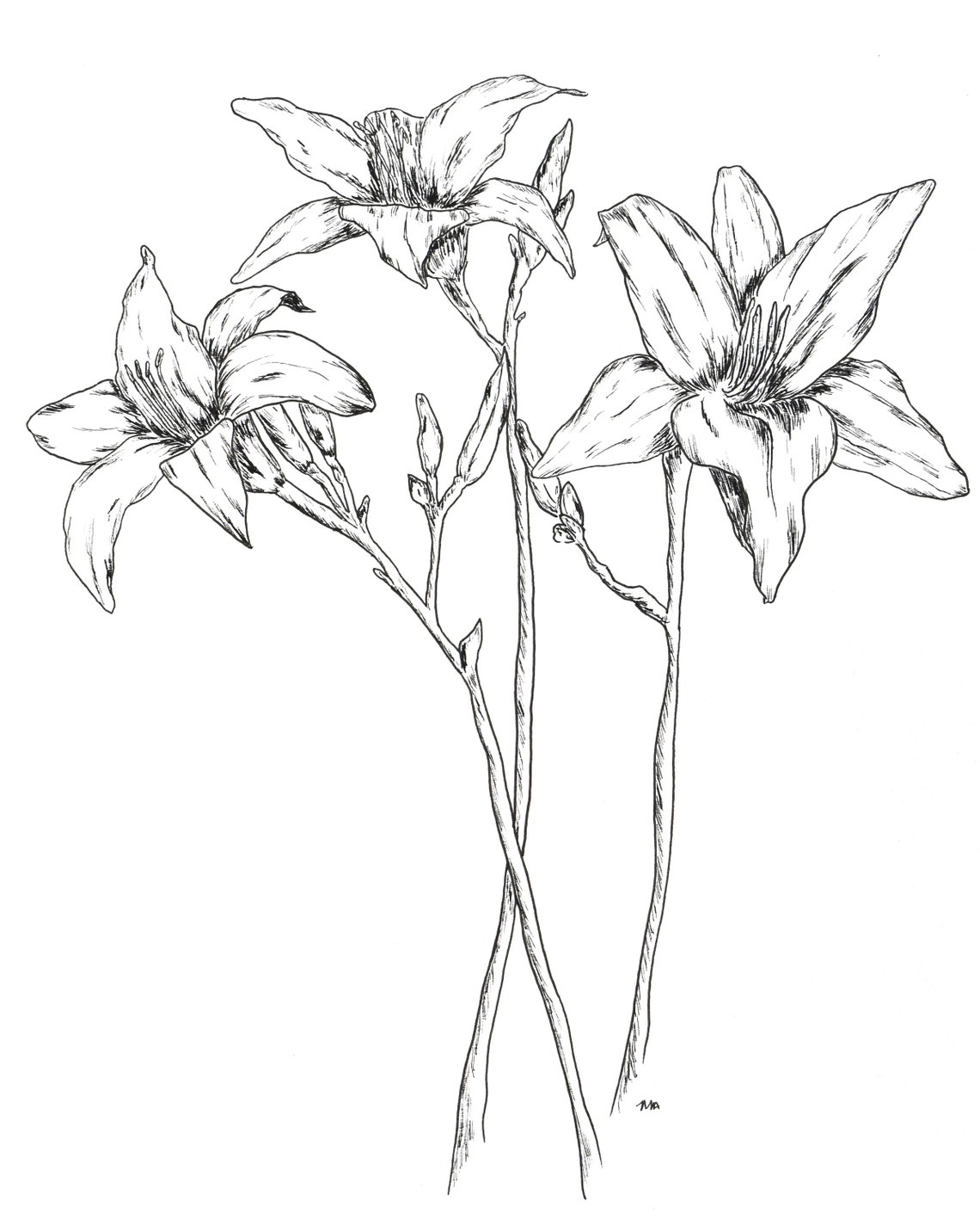 Daylily Print Simple Flower Print Black and White Daylily - Etsy