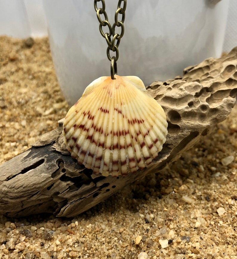 Assorted genuine shell necklace on antique bronze chain