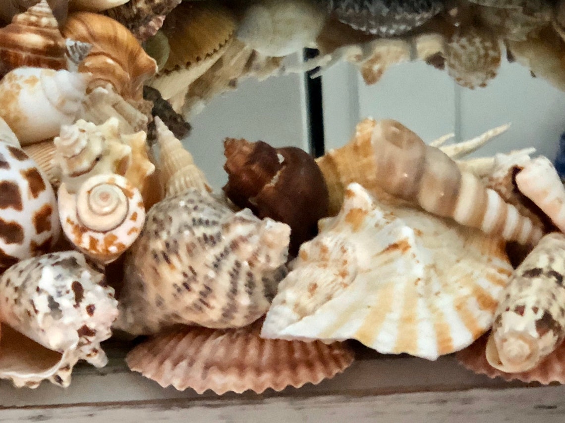 Beach House Hamptons Seashell Mirror Distressed Nautical Etsy