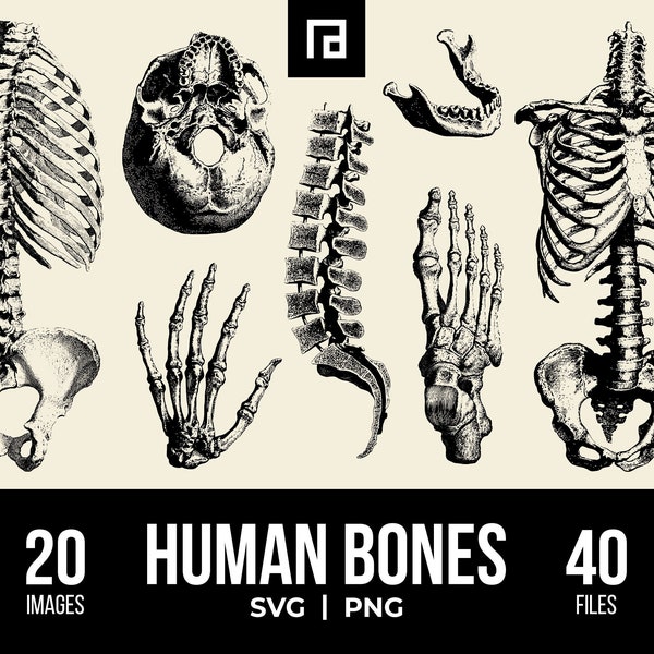 Human Skeleton Bones SVG PNG Bundle, Anatomical Art, Skeletal Images, Black Color, Bones Illustrations, Creepy Graphics, Gothic Gift Idea