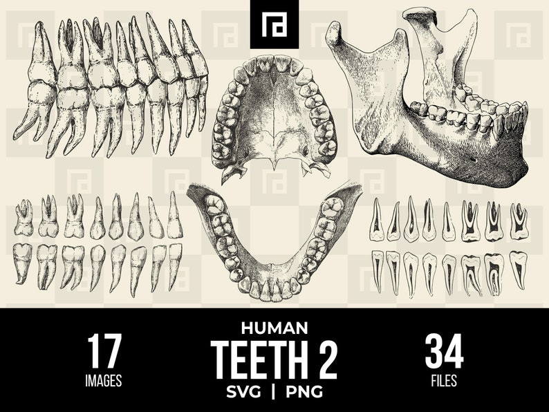 Human Teeth SVG PNG Bundle 2, Hand Drawn Full Arch of 32 Teeth Clipart, Vintage Tooth Vector ...