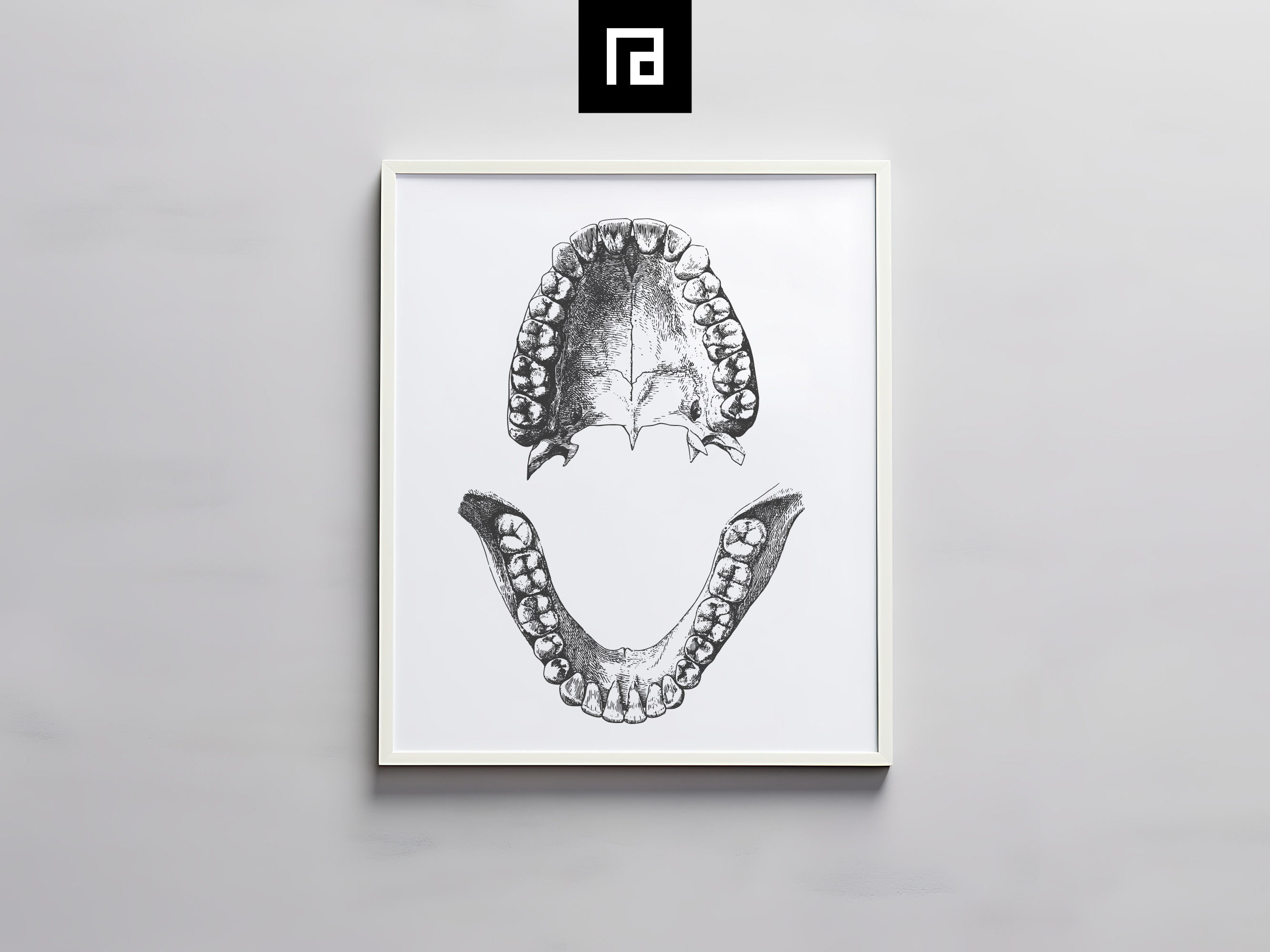 Human Teeth SVG PNG Bundle 2, Hand Drawn Full Arch of 32 Teeth Clipart, Vintage Tooth Vector ...