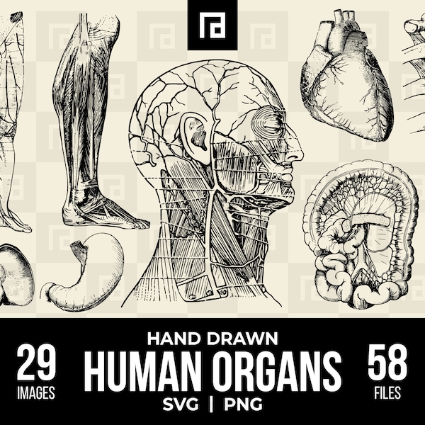 Hand Drawn Human Organs SVG PNG Bundle, Muscles, Joints, Ligaments, Nerves, Brain, Heart, Spleen, Stomach, Liver, Anatomical Illustrations