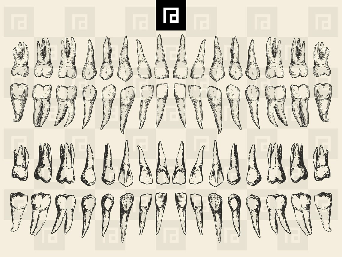 Human Teeth SVG PNG Bundle 2, Hand Drawn Full Arch of 32 Teeth Clipart ...