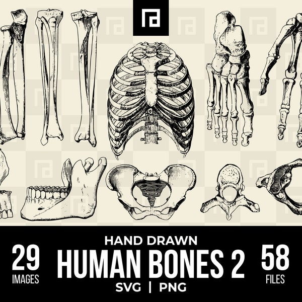 Hand Drawn Human Skeleton Bones SVG PNG Bundle 2, Anatomical Art, Skeletal Images, Bones Illustrations, Medical Education, Digital Anatomy