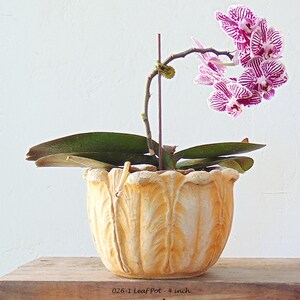 May include: A pink and white orchid plant with one leaf in a 4-inch yellow ceramic pot with a textured surface. The pot has a scalloped rim. 026-1 Leaf Pot - 4 inch