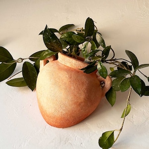 May include: A terracotta pot with a rounded shape and two handles, filled with a green leafy plant with trailing vines.