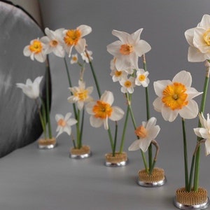 May include: A display of white and yellow daffodils in metal flower frogs. The daffodils feature white petals and vibrant yellow centers. The green stems and the background are a soft grey.
