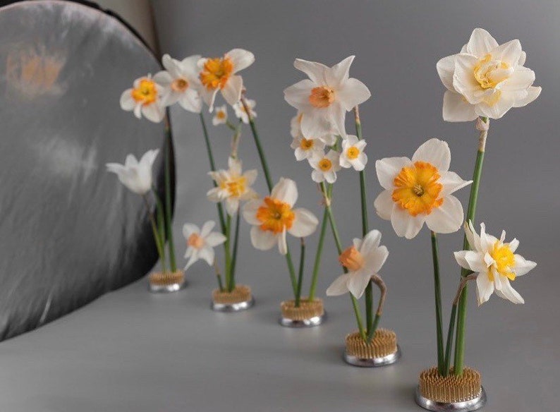 May include: A display of white and yellow daffodils in metal flower frogs. The daffodils feature white petals and vibrant yellow centers. The green stems and the background are a soft grey.