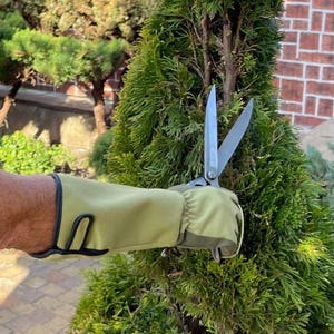 Op de afbeelding: Een persoon met een groene tuinhandschoen gebruikt een snoeischaar om een ​​groene groenblijvende struik te snoeien.