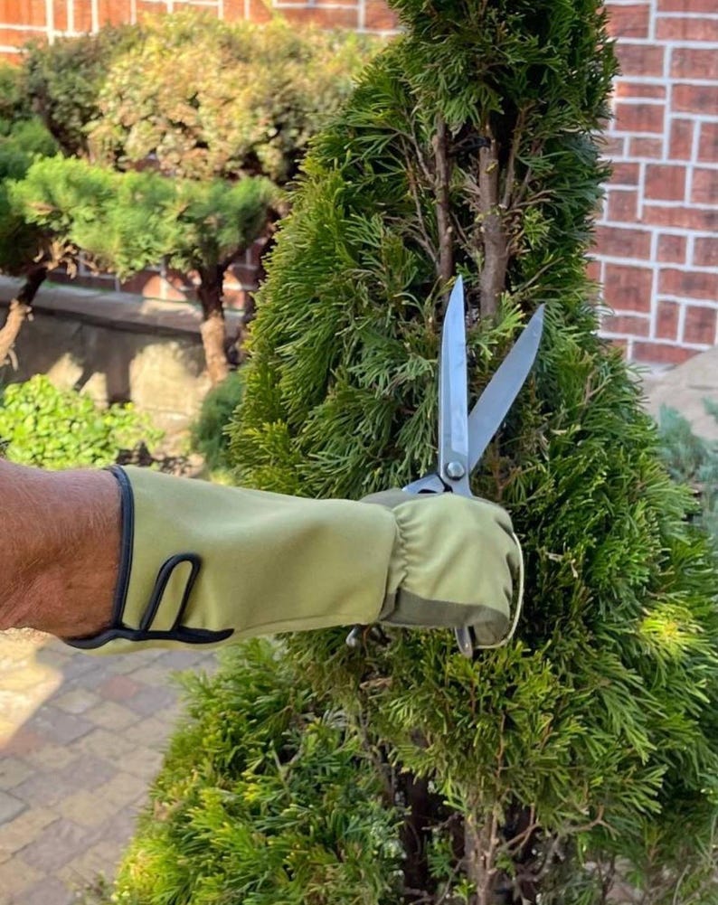 Op de afbeelding: Een persoon met een groene tuinhandschoen gebruikt een snoeischaar om een ​​groene groenblijvende struik te snoeien.