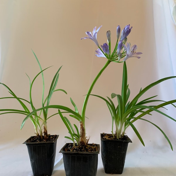 3 pk- 3 inch lavender Agapanthus (Lilly of the Nile)