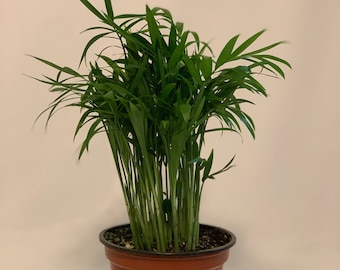 4 Inch Neanthe Bella Palm-Chamaedorea elegans