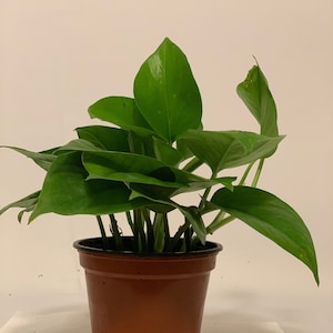 May include: A potted green plant with large, heart-shaped leaves. The plant is in a brown plastic pot.