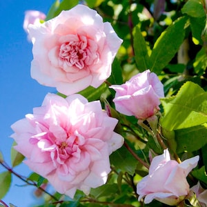 May include: Close-up of pink roses in bloom against a blue sky. The roses have multiple layers of petals and are in full bloom.