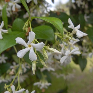 6 Pk 2 Inch Star Jasmine trachelospermum Jasminoides image 1