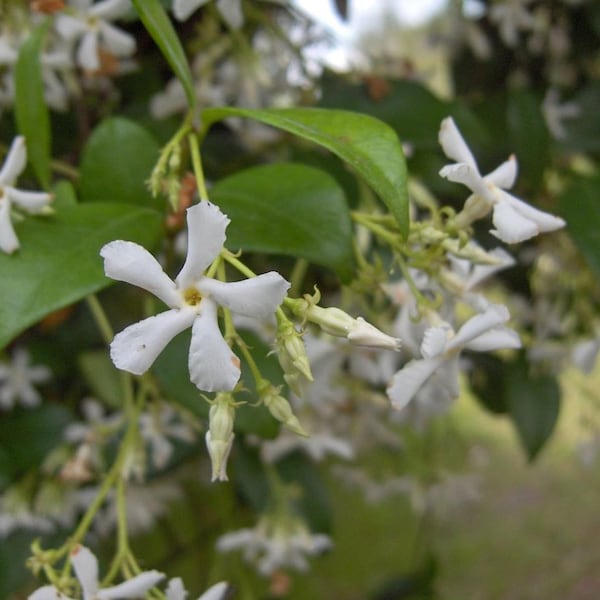 6 Pk- 2 Inch Star Jasmine (trachelospermum Jasminoides)