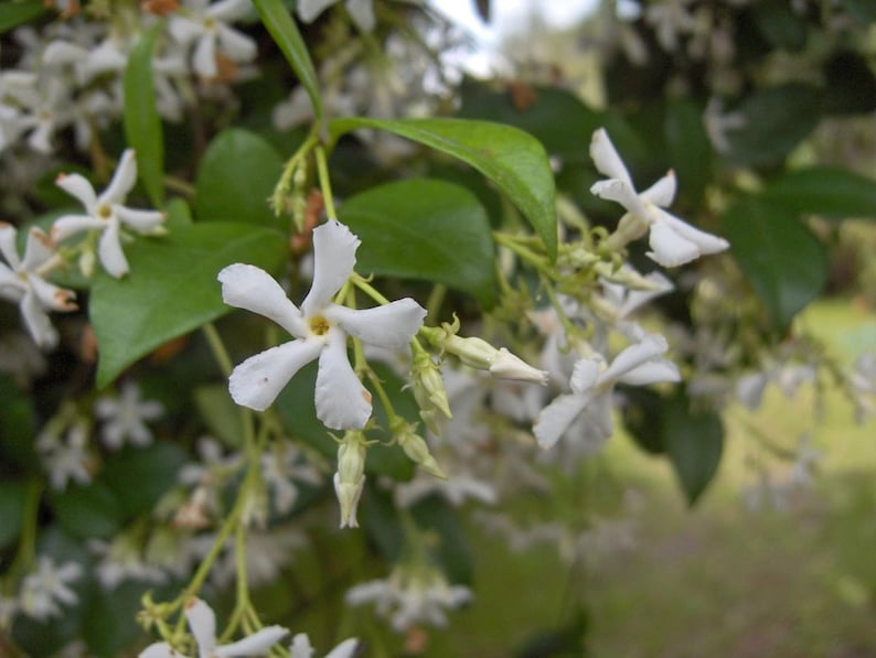 6 Pk 2 Inch Star Jasmine trachelospermum Jasminoides image 1