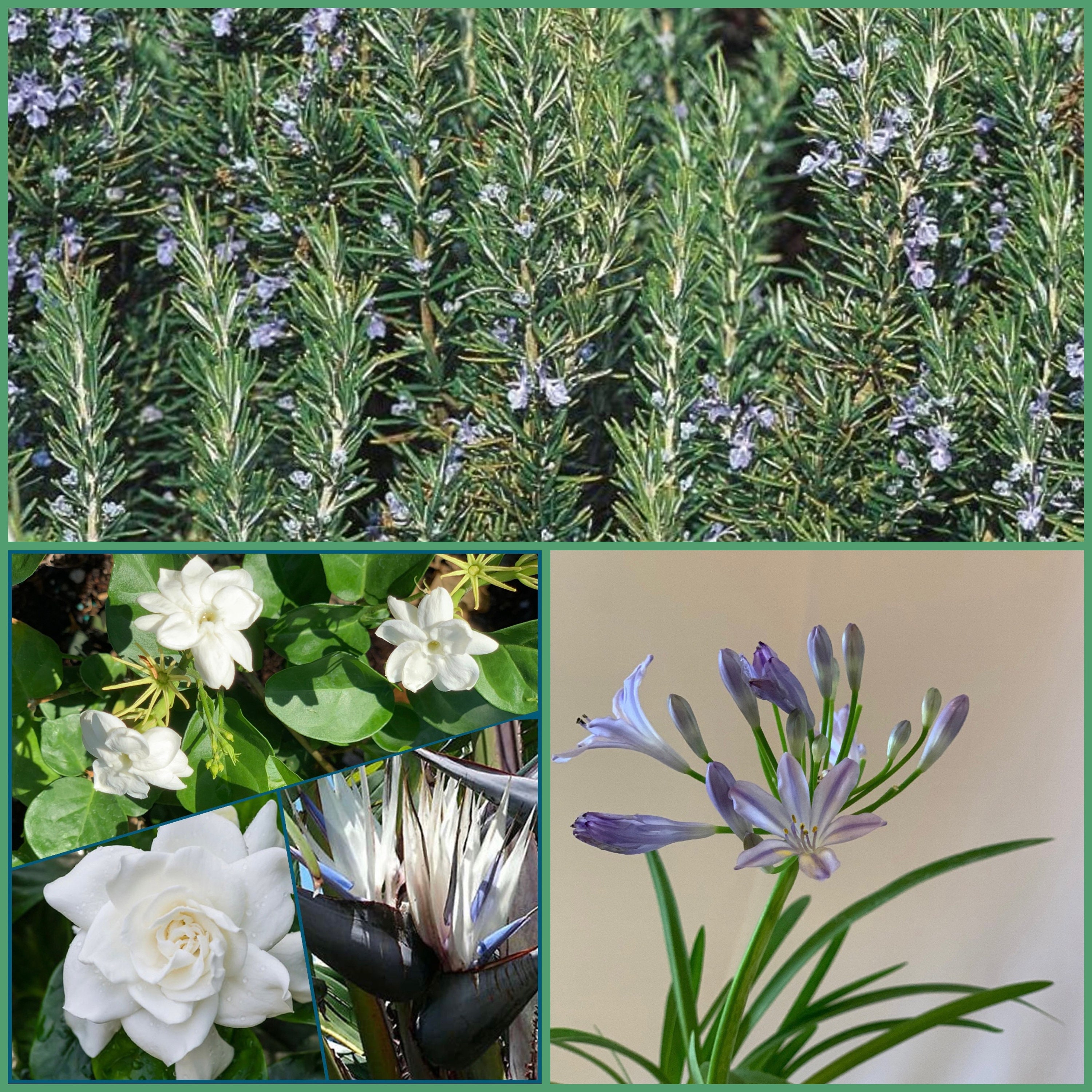 15pk Combination (6 Rosemary, 6 Agapanthus, 1 Gardenia, 1 Sambac