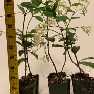 6 Pk 2 Inch Star Jasmine trachelospermum Jasminoides image 3