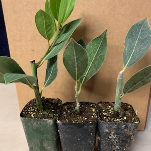 May include: Three potted bay laurel plants with green leaves in black plastic pots. The plants are sitting on a brown cardboard surface.
