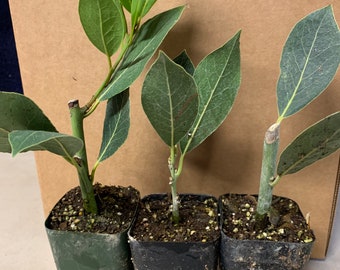 3Pk Bayleaf (Laurus Nobilis)