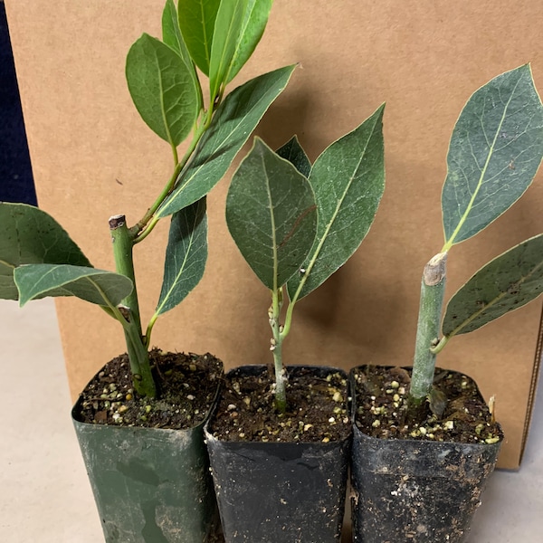 3Pk Bayleaf (Laurus Nobilis)