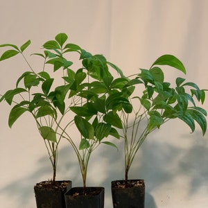 2” (3Pk) Nandina domestica ‘Fire Power’