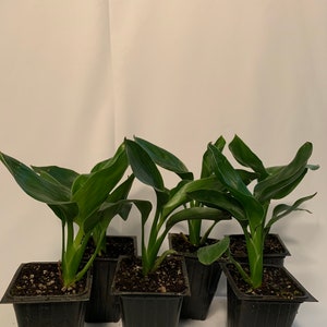 6pk- 3 Inch Orange Bird of Paradise-Strelitzia Reginae