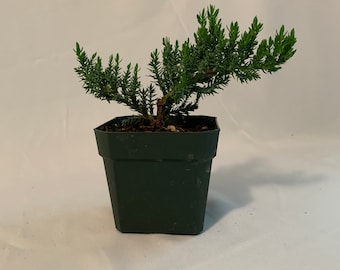 3.5 Inch “Pre-Bonsai/Starter” Dwarf Juniper- 2yr old Procumbens nana