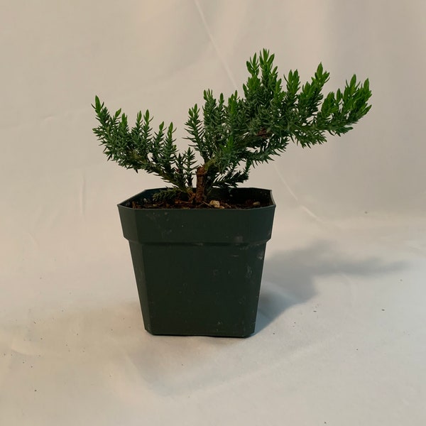 3.5 Inch “Pre-Bonsai/Starter” Dwarf Juniper- 2yr old Procumbens nana