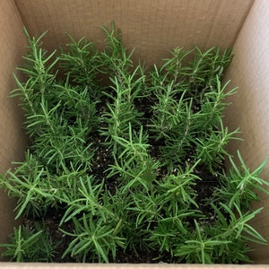 24 Pk- 2 inch Rosemary Tuscan Blue