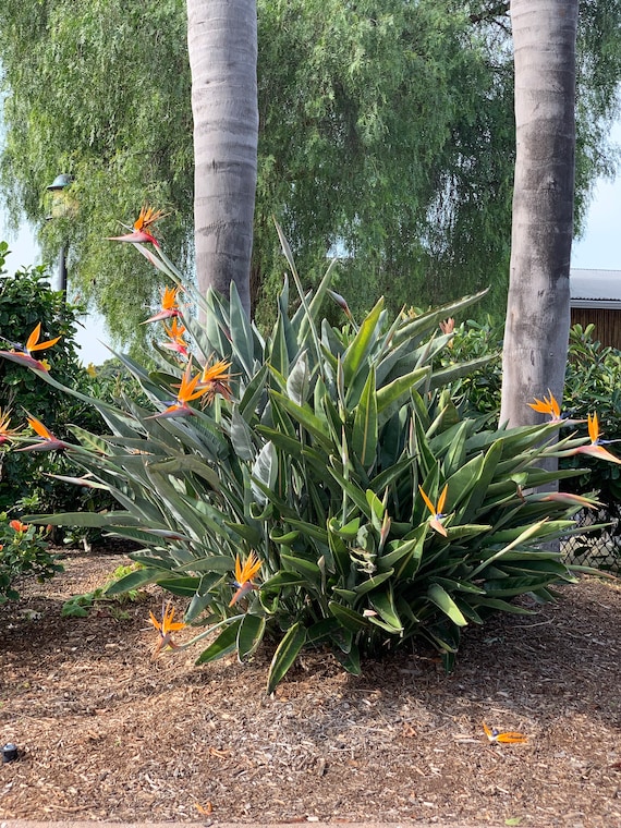2pk- 3 Inch Orange Bird of Paradise-strelitzia Reginae - Etsy