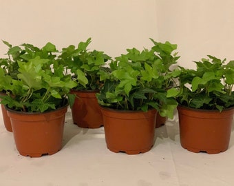 6 pk- 3.5 inch Green English Ivy-Hedera helix
