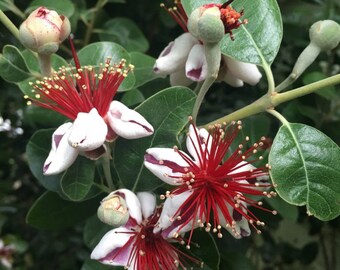 2”- 3 Pack- Feijoa Guava