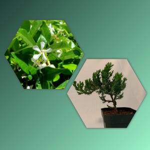 May include: Two images in hexagonal frames. One shows a close-up of white flowers with green leaves. The other shows a small evergreen tree in a black pot, likely a bonsai or miniature plant.