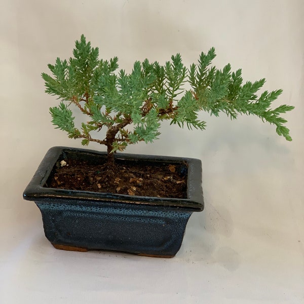 Square Dark Blue Starter (2-3) yr old Bonsai- Juniper Procumbens nana