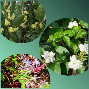 2 “ Glorious Morning Variety Combo (24pk)