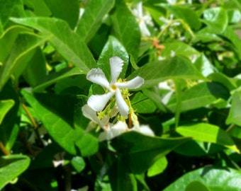 Jazmín estrella, paquete de 15