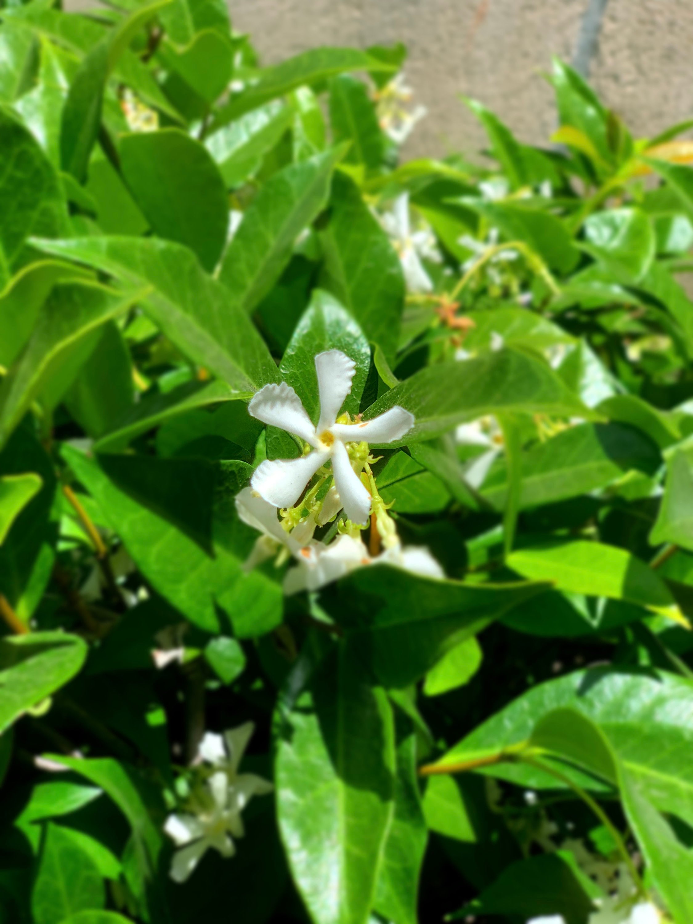 24pk Star Jasmine - Etsy