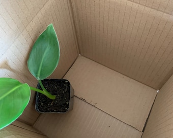 May include: A small green plant in a black pot sits inside a brown cardboard box.