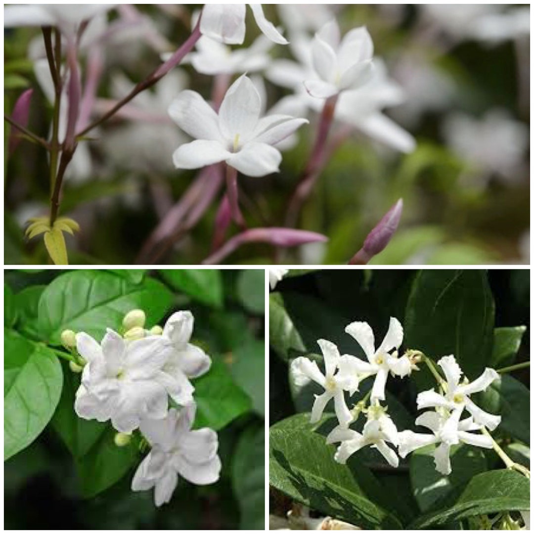 2 Trio Mix polyanthum Jasmine Sambac Jasmine Star Jasmine Etsy