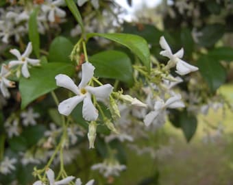 Può includere: Primo piano di fiori di gelsomino bianchi che sbocciano su una vite verde. I fiori hanno cinque petali e un centro giallo.