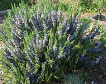 15 Pk- 2 inch Rosemary Tuscan Blue