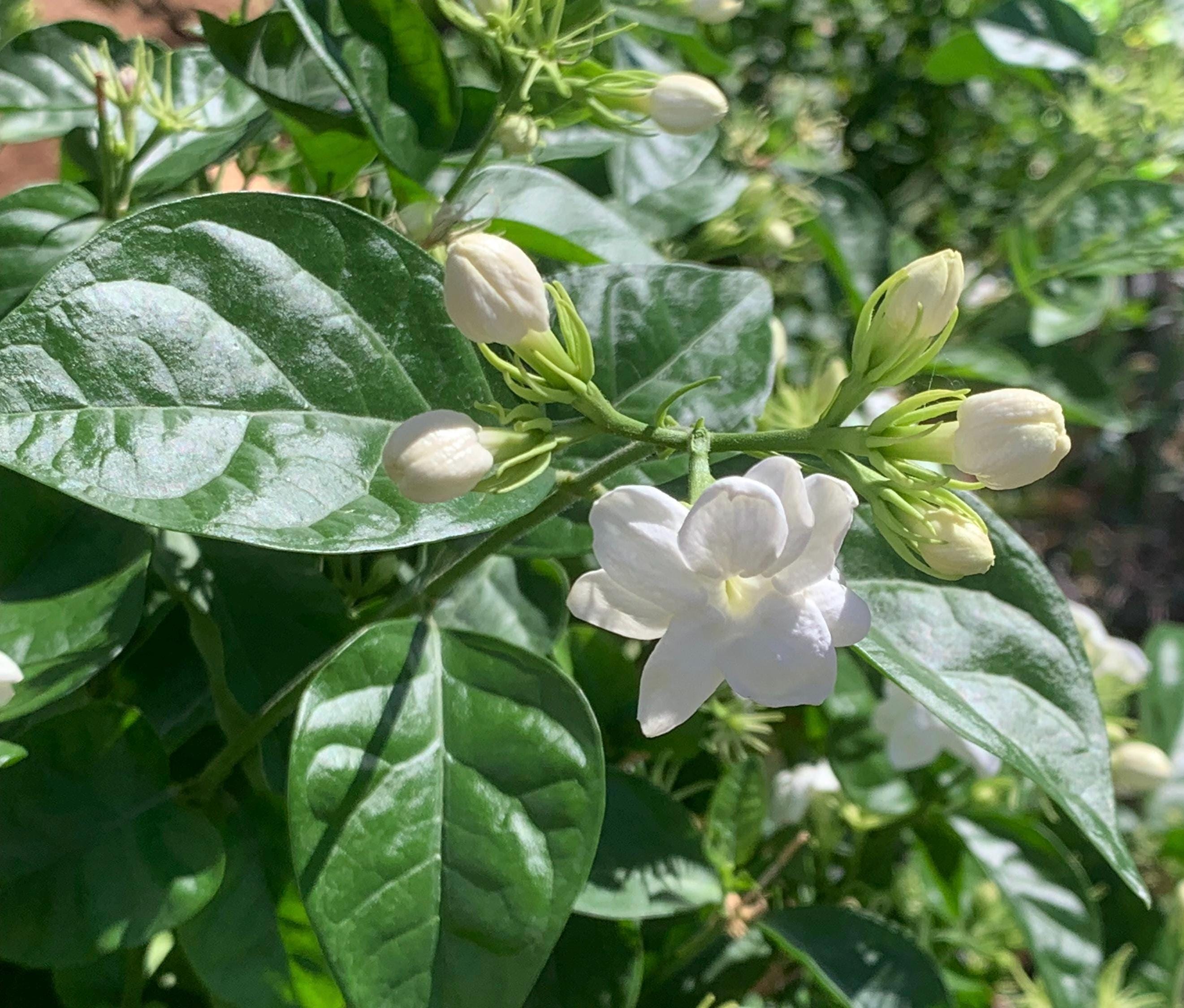 2” (3pk) Sambac Jasmine - Etsy