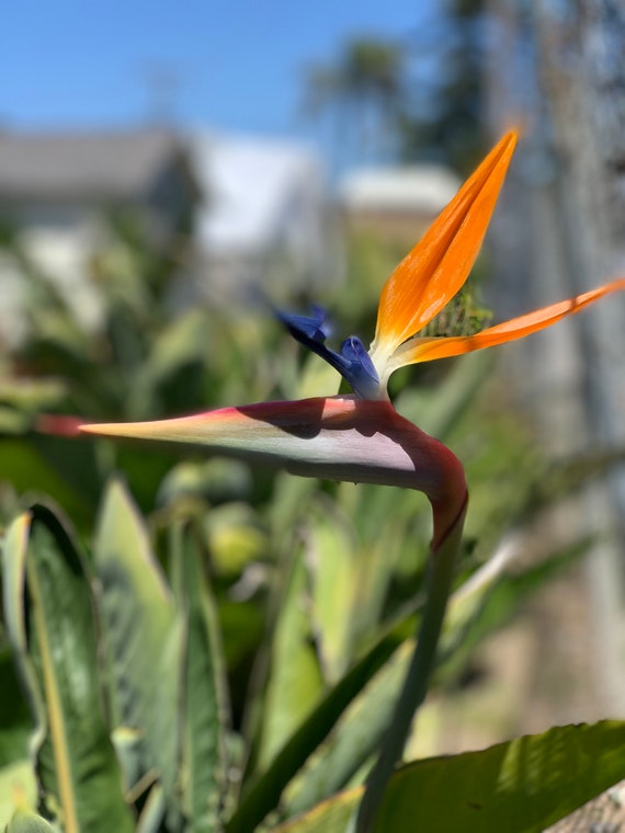 Tropical Plant Seeds Bird Of Paradise Seeds  Strelitzia Reginae, Exotic  Tropical Flower Seeds For Planting (3 Seeds) Live Plants For Sale