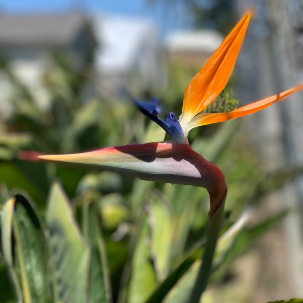 3Pk- 3 Inch Orange Bird of Paradise-Strelitzia Reginae