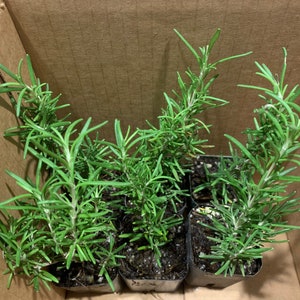 6 Pk- 2 inch Rosemary Tuscan Blue