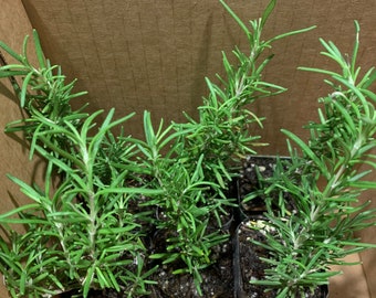 6 Pk- 2 inch Rosemary Tuscan Blue