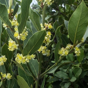 2” (4pk) Laurus Nobilis-Bayleaf